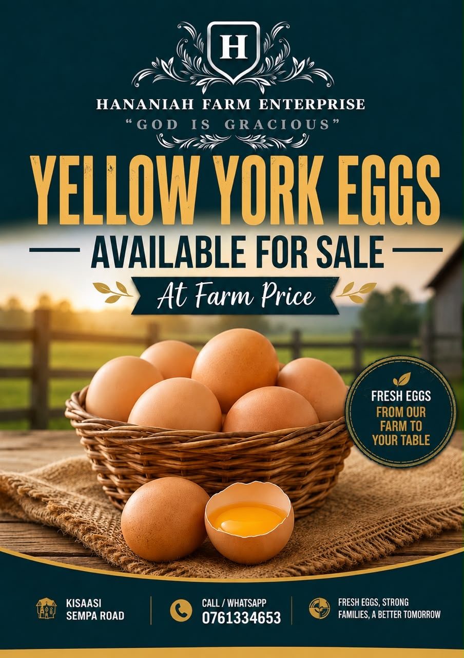 A Hananiah Farm worker collecting fresh eggs from the layer house